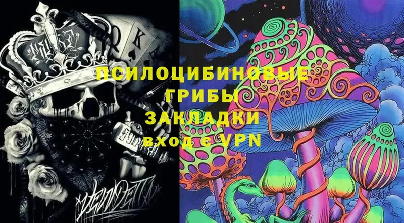 Псилоцибиновые грибы Cubensis  закладка  Кировск 